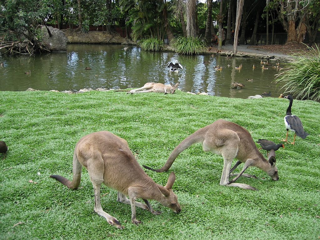 119 Port Douglas Wildlife Habitat.jpg